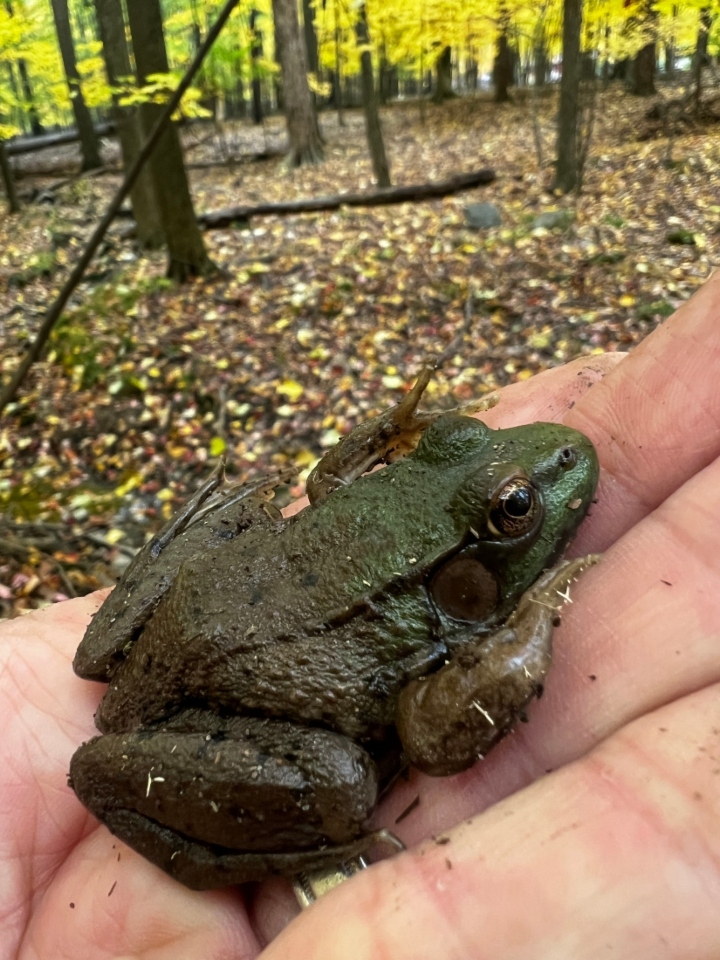 Green Frog